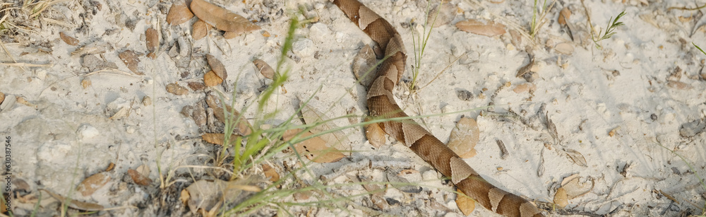 Pattern of venomous copperhead snake on Texas dirt ground. Pattern of venomous copperhead snake on Texas dirt ground.
