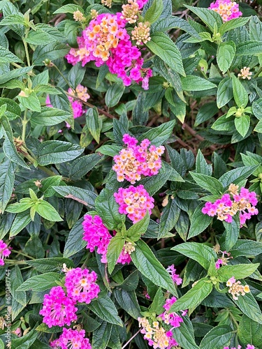 Cariaquito Morado (Lantana trifolia)