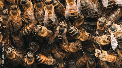 Macro shot of bees on a honeycomb - amazing for wallpapers