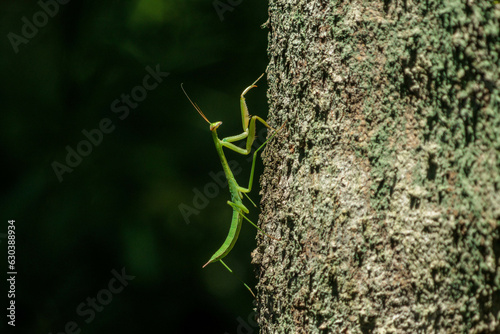 獲物狙うカマキリ