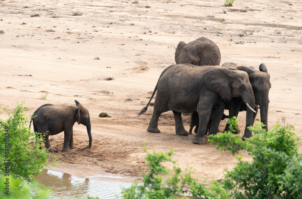 Éléphant d'Afrique, Loxodonta africana, Parc national Kruger, Afrique du Sud Éléphant d'Afrique, Loxodonta africana, Parc national Kruger, Afrique du Sud