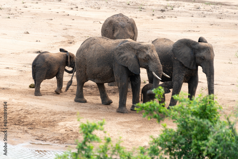 Fototapeta premium Éléphant d'Afrique, Loxodonta africana, Parc national Kruger, Afrique du Sud