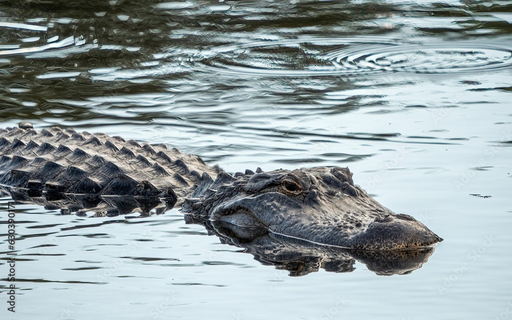 Closeup of Florida alligator in wetlands during a day