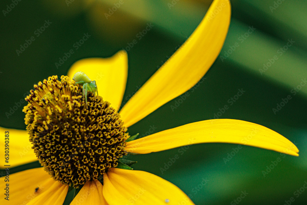 花蜘蛛 Images – Browse 21 Stock Photos, Vectors, and Video