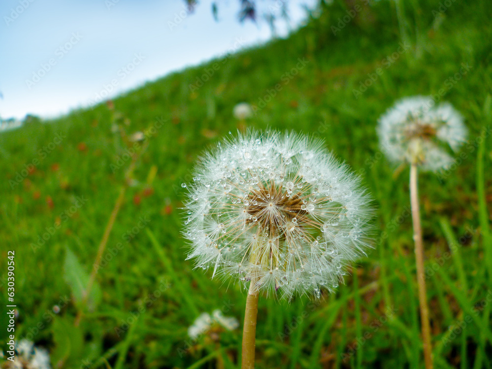 Fototapeta premium dandelion in the grass