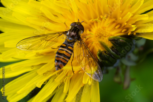 Fotografia Marmalade Hoverfly Episyrphus balteatus distinctive orange black pattern, restin