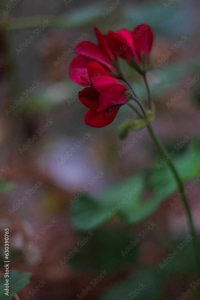 Obraz premium Closeup of red geranium flowers growing in the garden
