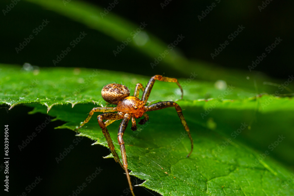Xysticus spider is on a green leaf. Natural environment, sunny summer day Xysticus spider is on a green leaf. Natural environment, sunny summer day