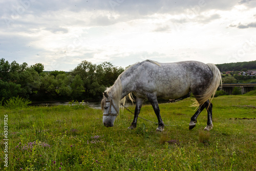 A beautiful white grey horse stays calm grazing on green grass field or pasture, its ears up and head down. Rural landscape background © Oleh Marchak