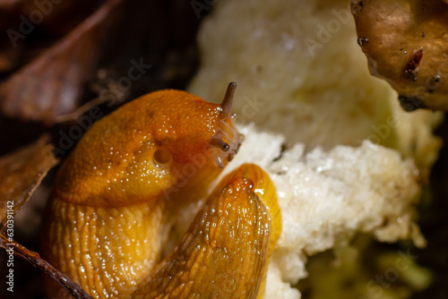 Slug, Dusky Arion, Arion subfuscus, Terrestrial Snail eating a mushroom in the forest photo