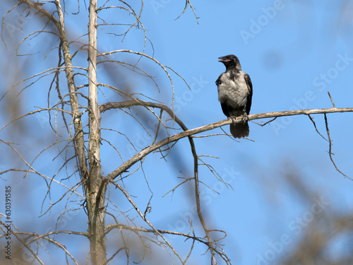 Young Crow on a branch