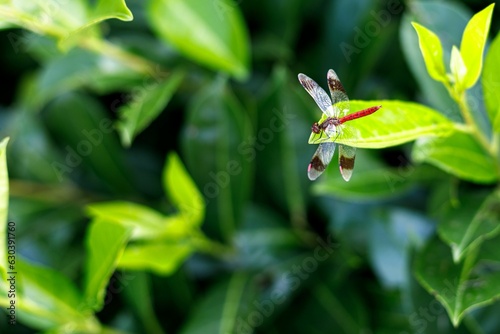 Closeup shot of a small dragonfly perched on a bed of lush green foliage.
