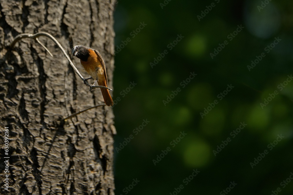 Scenic view of a Common Redstart (Phoenicurus phoenicurus) perched on a tree trunk