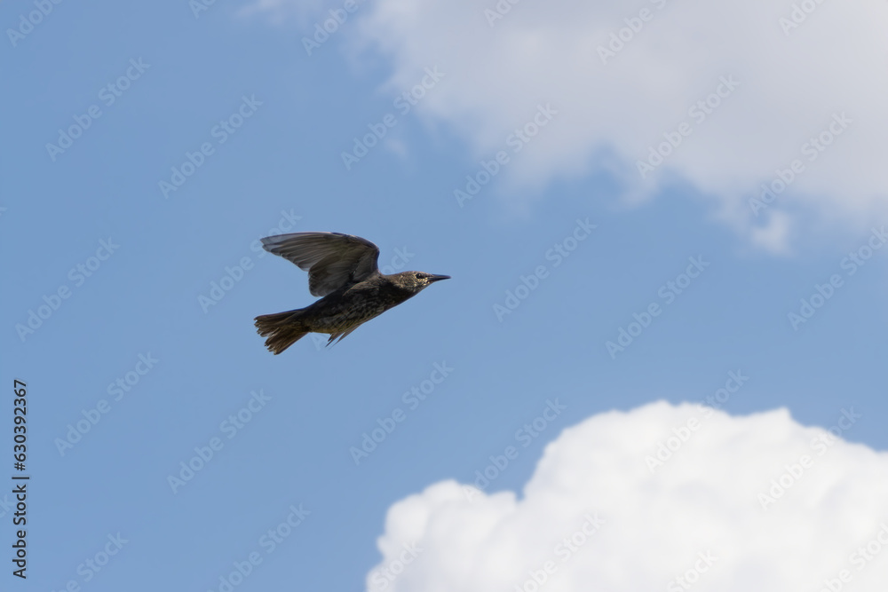 Fototapeta premium Young common starling flies in the sky