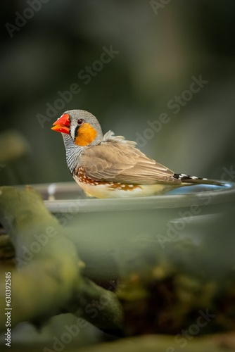 Australian zebra finch (Taeniopygia castanotis) bird perched on a tranquil waterhole photo