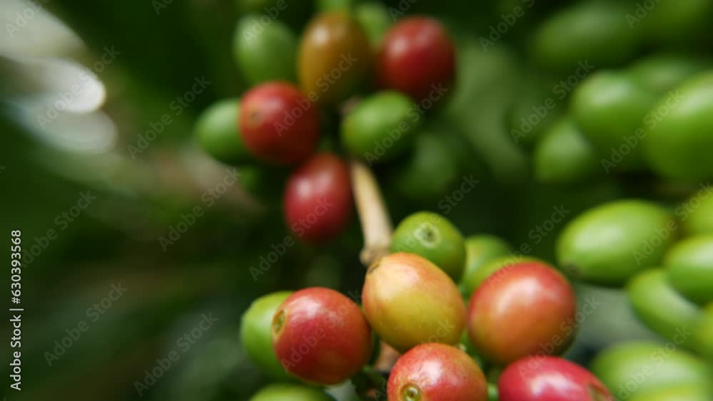 Coffee bean fruits macro shot Coffee bean fruits macro shot