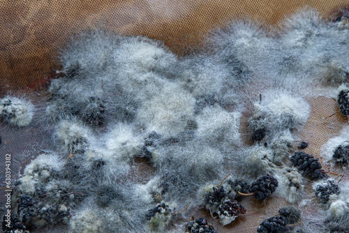 White mold on spoiled food. The mulberries are moldy. Bad food background. photo