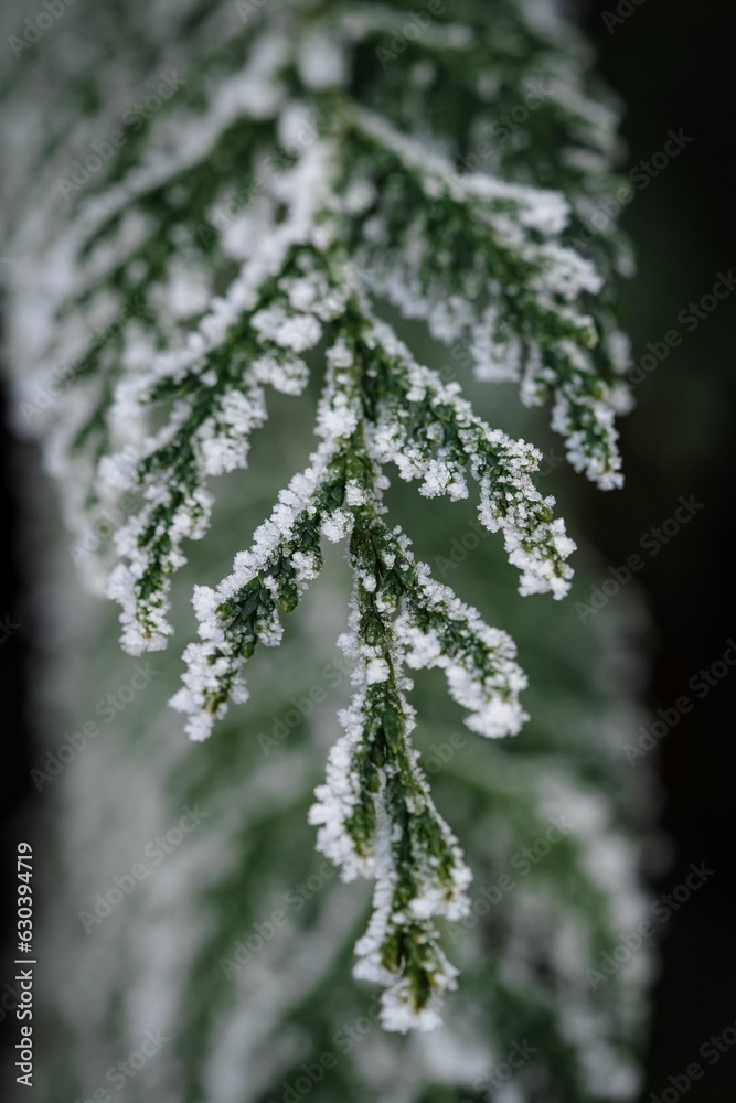 Closeup of a pine tree branch covered in freshly fallen snow, glistening in the winter sun Closeup of a pine tree branch covered in freshly fallen snow, glistening in the winter sun