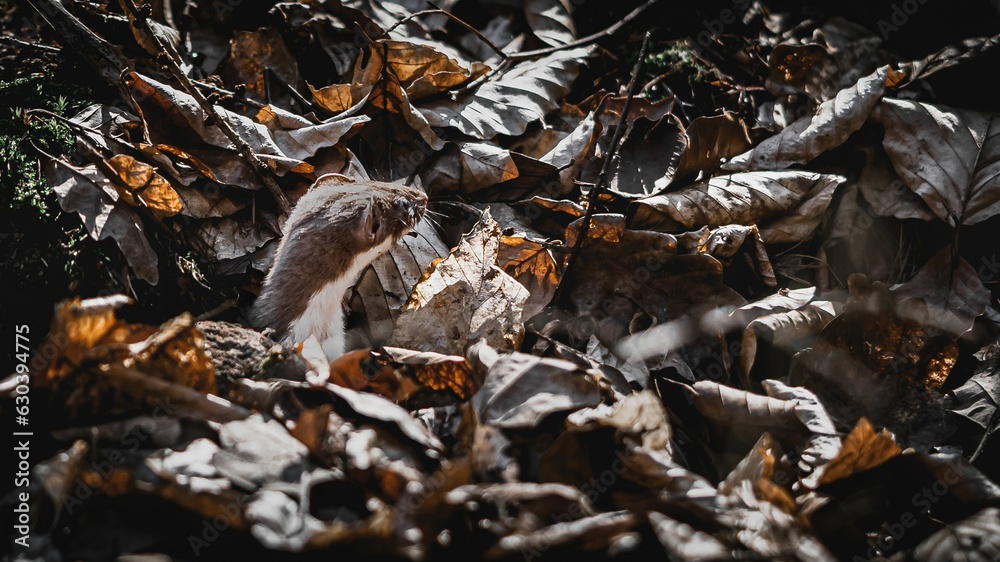 Least weasel on the ground surrounded by leaves Least weasel on the ground surrounded by leaves