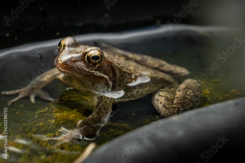 Green frog in a water tub reclining on a bed of soft moss, situated on the ground