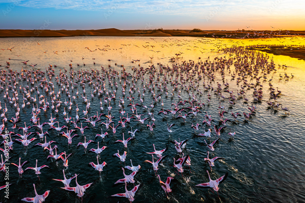 Naklejka premium Desert scenery with saltwater lagoons full of beautiful flamingos. Namib-Nukluft National Park - Walvish Bay, Namibia