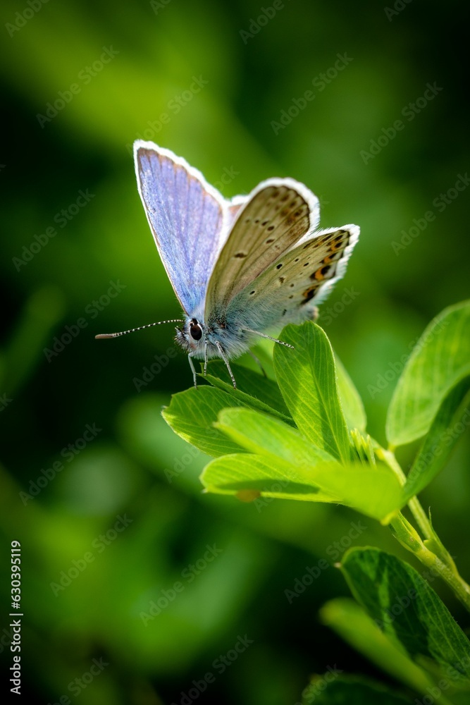 Blue butterfly perching on plant Blue butterfly perching on plant