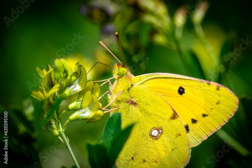 Colias croceus butterfly perching on plant photo
