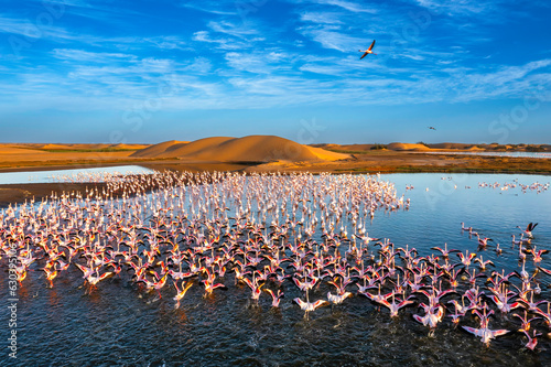 Desert scenery with saltwater lagoons full of beautiful flamingos. Namib-Nukluft National Park - Walvish Bay, Namibia