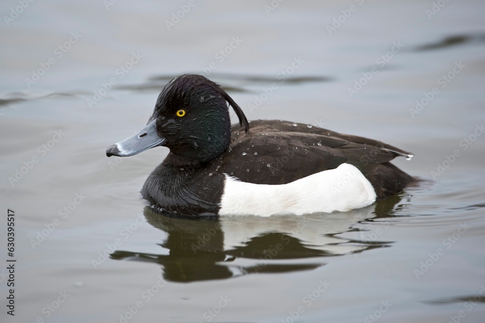 Of a tufted duck (Aythya fuligula), looking off into the distance Of a tufted duck (Aythya fuligula), looking off into the distance