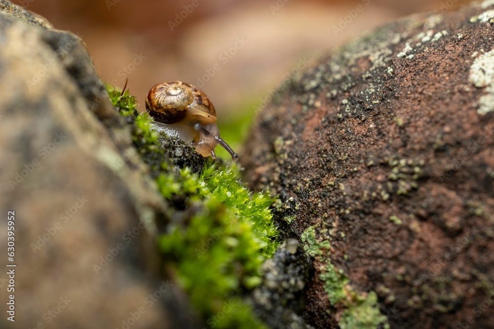 Macro shot of a snail slithering around on a rock Macro shot of a snail slithering around on a rock
