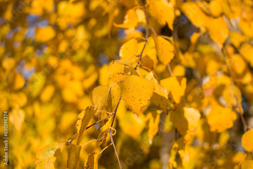 Yellow leaves in autumn