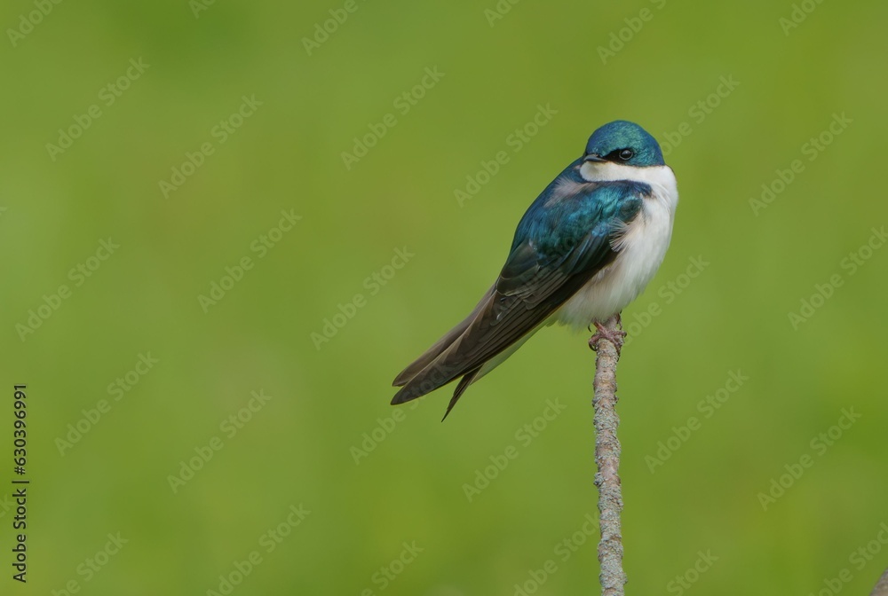Closeup shot of a Swallow bird on a tree branch