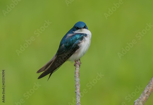 Closeup shot of a Swallow bird on a tree branch © Ryogilvy/Wirestock Creators