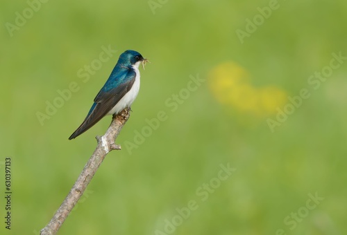 Closeup shot of a Swallow bird on a tree branch © Ryogilvy/Wirestock Creators