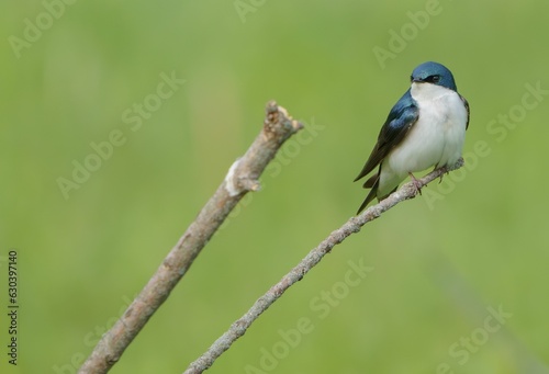 Closeup shot of a Swallow bird on a tree branch