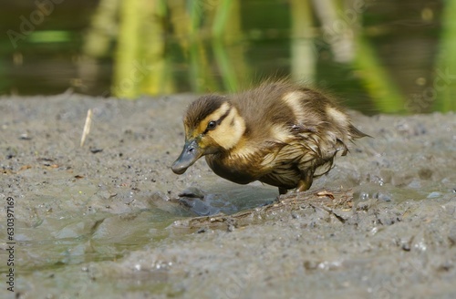 Duckling foraging for worms