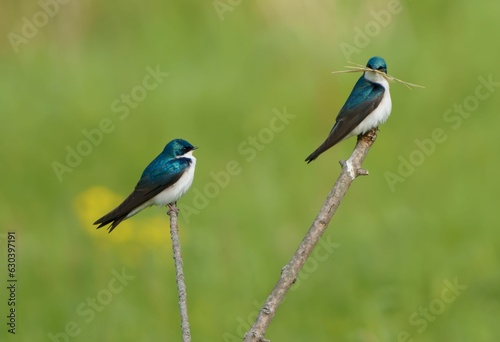 Closeup shot of a Swallow birds on a tree branch