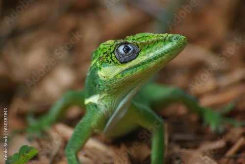 Vibrant green lizard with a large black eye perched atop a pile of dry, brown leaves