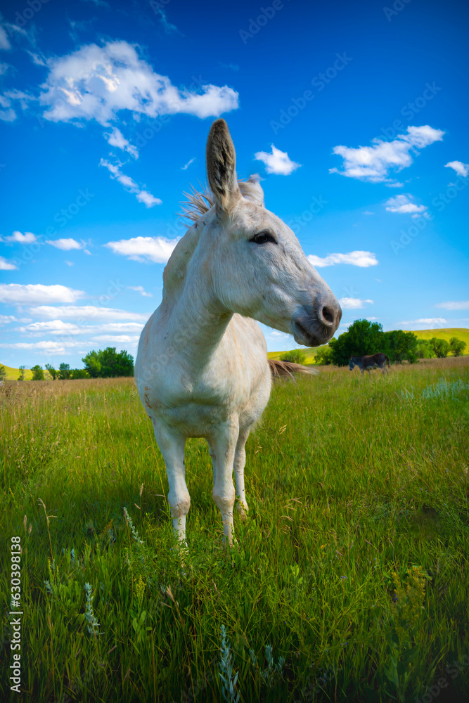 White donkey on a grassy field, looks like a unicorn White donkey on a grassy field, looks like a unicorn