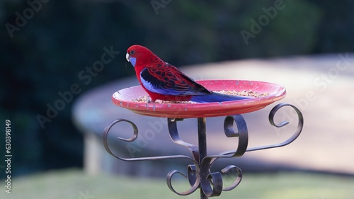 Wild Crimson Rosella Parrot. on bird feeder.