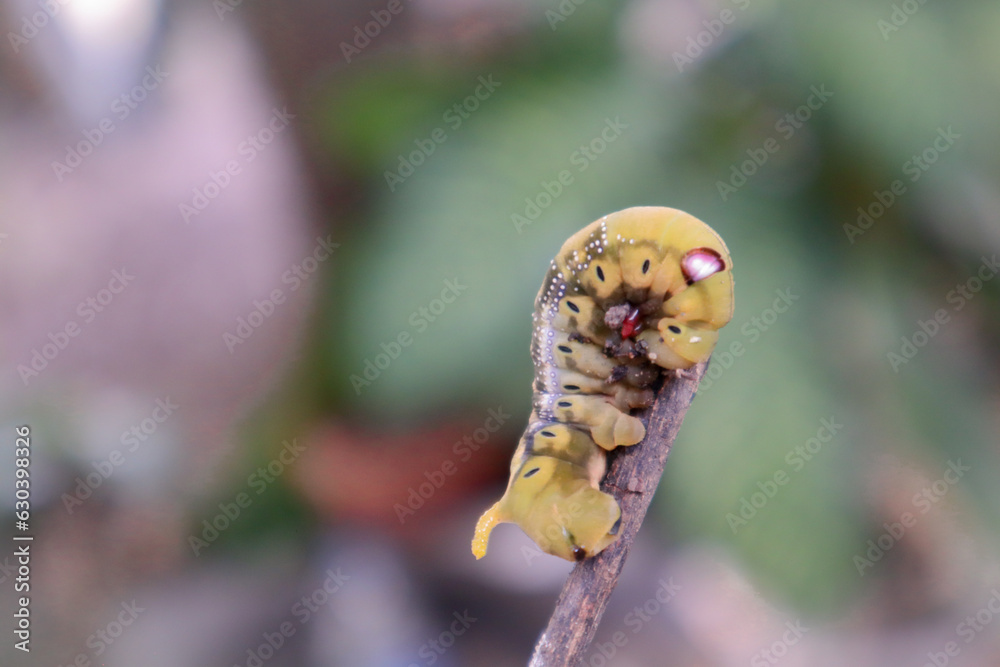 Caterpillar on a branch in the garden, closeup of photo Caterpillar on a branch in the garden, closeup of photo