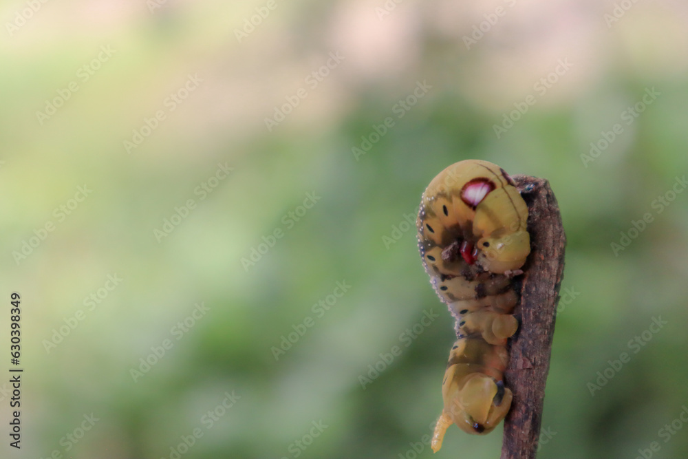 Caterpillar on a branch in the garden, closeup of photo
