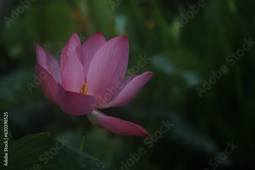 Close-up of a vibrant pink Nut-bearing lotus  Nelumbo nucifera  flower against green leaves