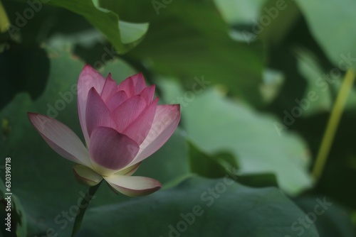 Close-up of a vibrant pink Nut-bearing lotus  Nelumbo nucifera  flower against green foliage