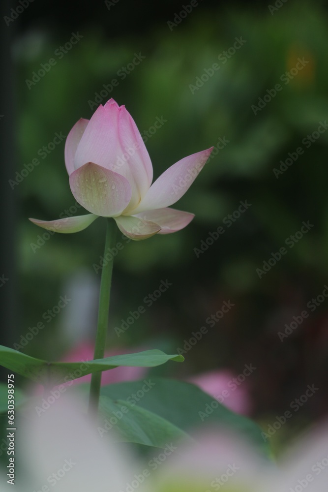 Close-up of a vibrant pink Nut-bearing lotus (Nelumbo nucifera) flower against green foliage Close-up of a vibrant pink Nut-bearing lotus (Nelumbo nucifera) flower against green foliage
