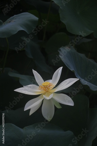 Closeup shot of a delicate lotus flower with green leaves in the background.