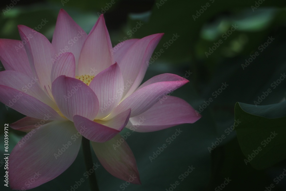 Closeup shot of a delicate lotus flower with lush green leaves in the background.