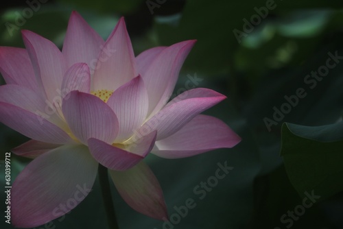 Closeup shot of a delicate lotus flower with lush green leaves in the background.