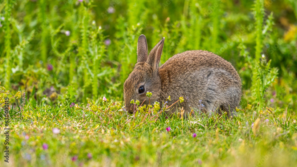Fototapeta premium Lapin de garenne ou Lapin commun (Oryctolagus cuniculus)
