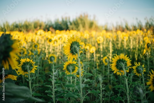 sunflower field , yellow green